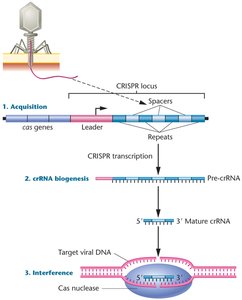 CRISPR-Cas mechanism: acquisition, crRNA biogenesis, interference