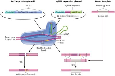 CRISPR-Cas9 genome editing components and repair pathways