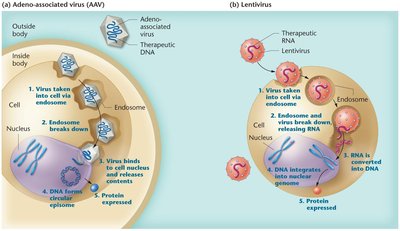 Gene therapy delivery using viral vectors