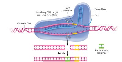 CRISPR gene editing for gene therapy