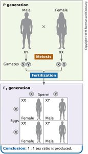 Inheritance pattern 1:1 sex ratio