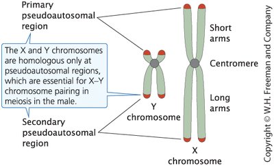 X and Y chromosomes in humans differ in size and genetic content