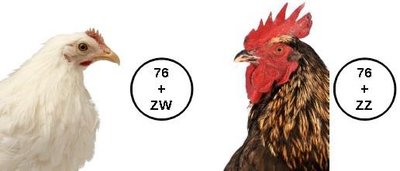 ZZ-ZW system in birds