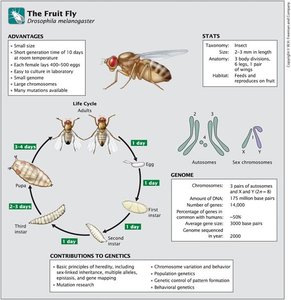Drosophila melanogaster