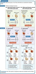 Morgan’s X-linked crosses for white eyes in fruit flies