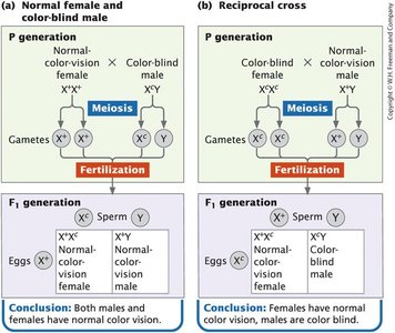 X-linked recessive trait in humans: Red-green color blindness