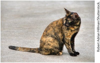 Tortoiseshell cat: random X inactivation