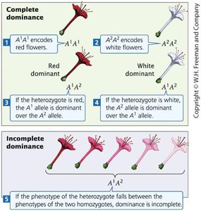 Complete vs. incomplete dominance