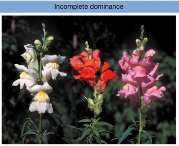 Incomplete dominance in snapdragon flowers