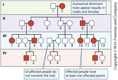 Autosomal dominant inheritance pedigree