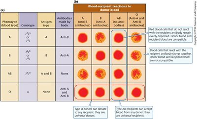 ABO blood types and possible blood transfusions