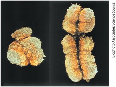 Sex chromosomes from human males