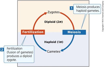 Alternation of haploid and diploid states