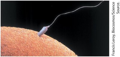 Human sperm penetrates egg cell