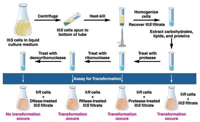 Avery-MacLeod-McCarty experiment showing DNA as the transforming principle