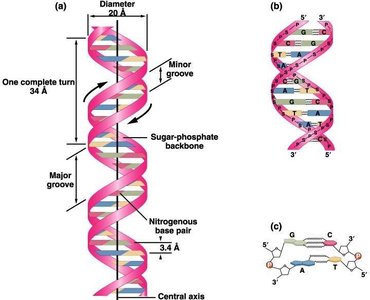 Detailed structure of the DNA double helix