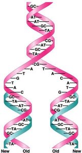 Semiconservative DNA replication