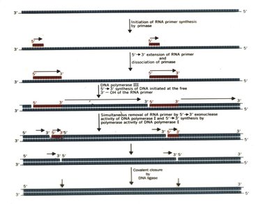Initiation of DNA replication at the origin