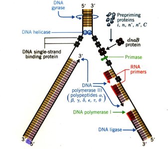 Steps of DNA synthesis at the replication fork