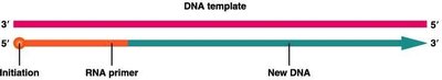 Enzymes and proteins at the replication fork