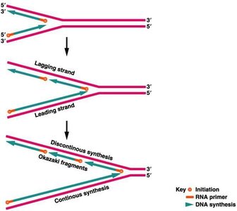 Leading and lagging strand synthesis with Okazaki fragments