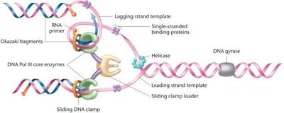 Okazaki fragments in eukaryotes and prokaryotes