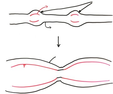 Multiple origins of replication in eukaryotic DNA