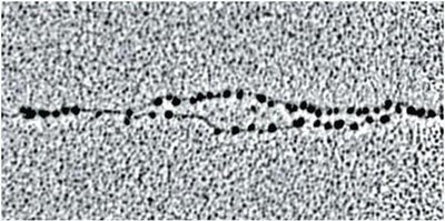 Electron micrograph of replicating eukaryotic DNA with nucleosomes