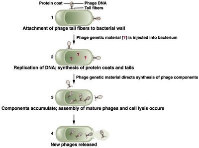 Hershey-Chase experiment showing DNA as genetic material in phages
