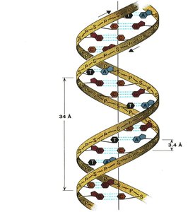 Watson-Crick DNA double helix structure