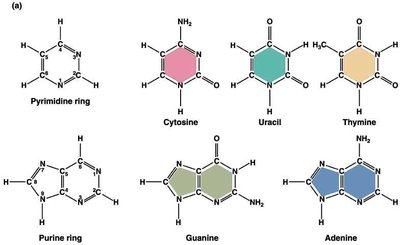 Structures of purine and pyrimidine bases