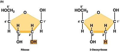 Structures of ribose and deoxyribose sugars