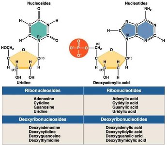 Nucleosides and nucleotides, with examples