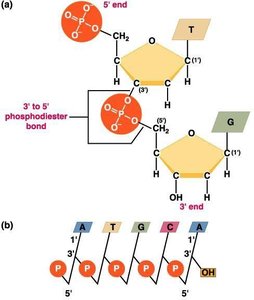 Phosphodiester bond formation in nucleic acids