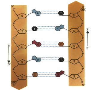 Antiparallel DNA strands with base pairing