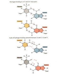 Hydrogen bonding in DNA base pairs