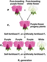 Production of 3 generations of pea plants