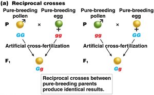 Reciprocal crosses