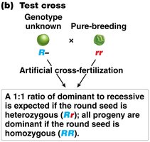 Test cross