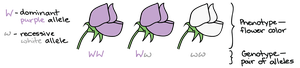 Gene and allele variations for hair and eye color