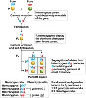 Segregation of alleles for seed color