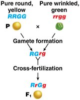 Dihybrid-cross analysis