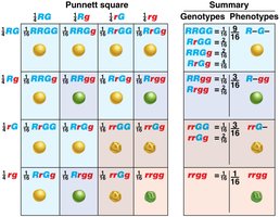 Independent assortment of alleles at two loci