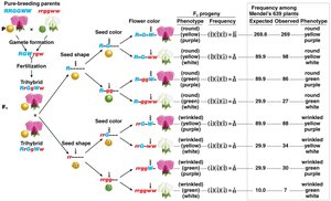 Trihybrid cross to verify independent assortment