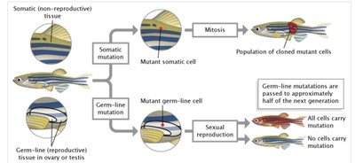 Diagram of somatic vs. germ-line mutations in zebrafish