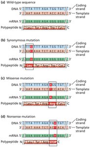 Examples of synonymous, missense, and nonsense mutations