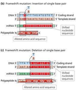 Frameshift mutation: insertion and deletion examples
