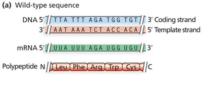 Mutations in promoter regions