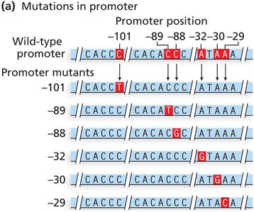 Mutations in intron splice sites