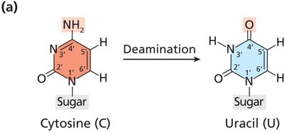 Repair outcomes for deamination